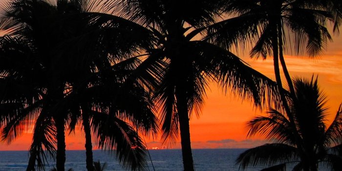 1350x2400 Download wallpaper 1350x2400 palm trees, sunset, hawaii, ocean