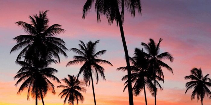 740x1196 いってみたい | Wallpapers | Palm tree sunset, Summer wallpaper, Palm