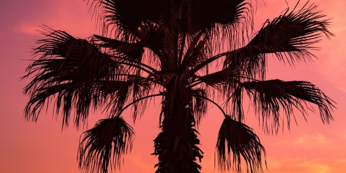 1000x1500 500+ Sunset With Palm Tree Pictures [Stunning!] | Download Free