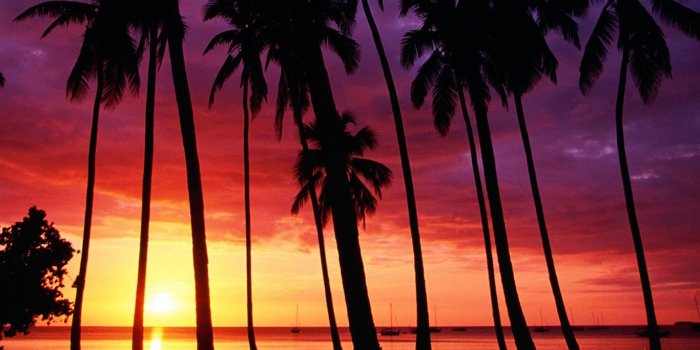 1366x768 Palm Tree Sunset Wallpaper - Sunset Tropical Beach Background