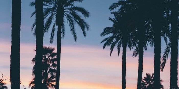 750x1333 Evening with palm trees | Wallpapers | Summer wallpaper, Tree