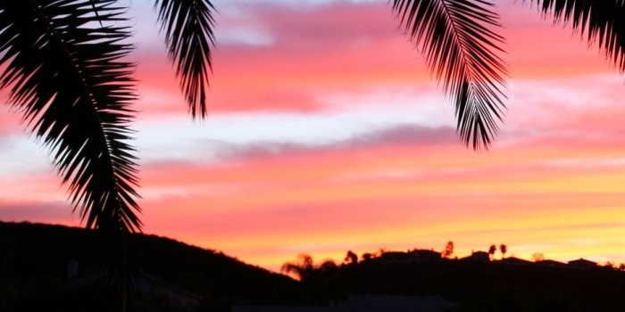 938x1668 Download wallpaper 938x1668 palm tree, sky, sunset iphone 8/7/6s/6