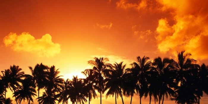 1600x1200 Palm Tree Sunset Wallpaper Landscape Nature Wallpapers in jpg format