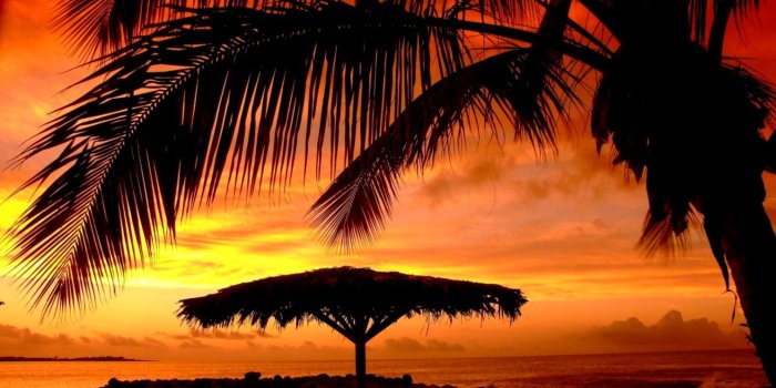 1488x930 Palm Tree Sunset Wallpaper | Wallpapers Snipe