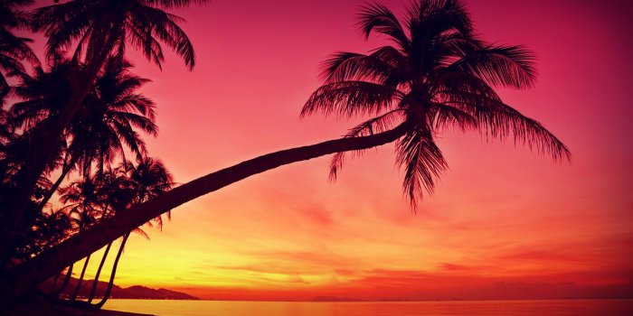 1920x1080 Beach Sunset With Palm Trees HD Wallpaper, Background Images