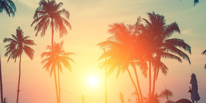 1440x2560 Wallpaper Sunset, Palm trees, Tropical beach, HD, Nature, #6500
