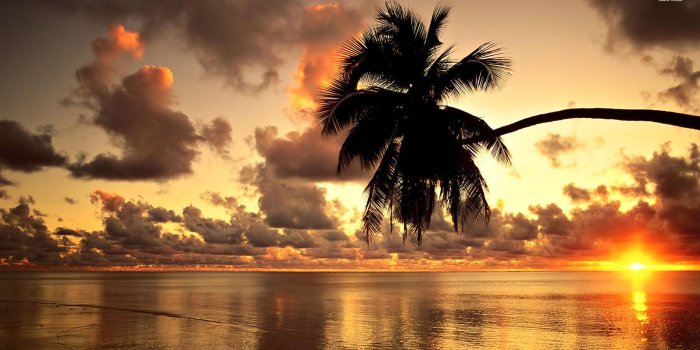 2560x1440 Hawaii Beach Palm Tree Sunset Wallpaper Deskto #1873 Wallpaper