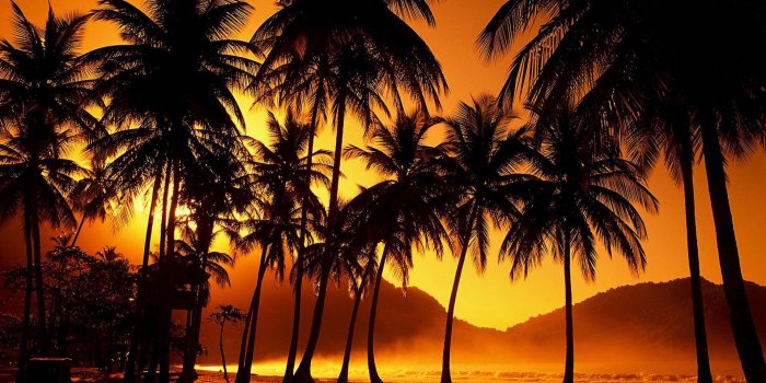 1920x1200 60+ Palm Tree Wallpapers on WallpaperPlay