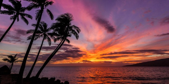 1600x1067 50+ Palm trees sunset wallpapers HD High Quality Download