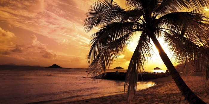 1920x1200 Free Fine Palm Tree Sunset Wallpaper