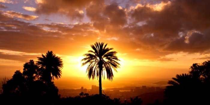 1229x691 Sunset Palm Tree Wallpaper | Wallpapers Background