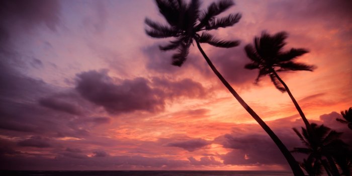 2560x1600 Download Widescreen 16:10 2560x1600 - Light, Night, Palm Trees, Sea