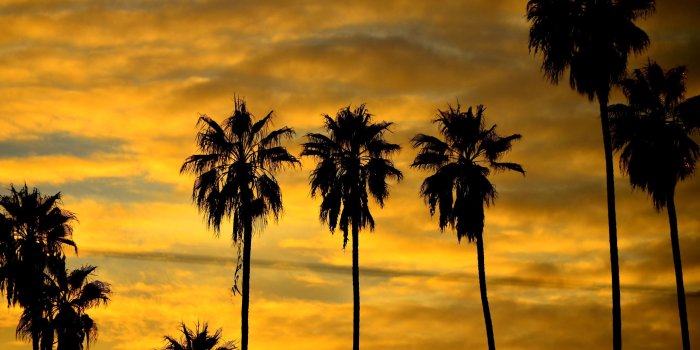 2560x1600 Palm tree silhouette at sunset wallpaper - Nature wallpapers - #47232