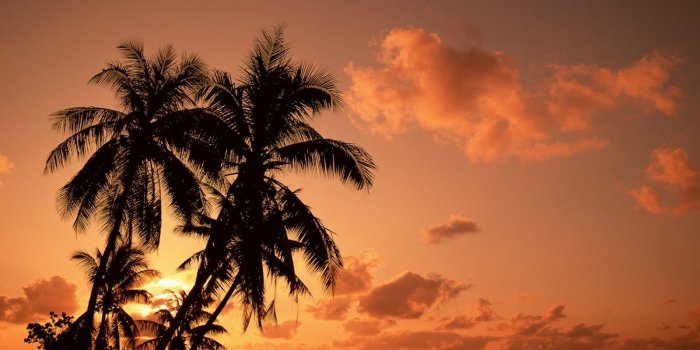 1600x1200 Several palm trees, nature, palm trees, sea, sunset HD wallpaper