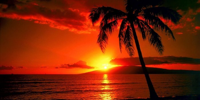 1600x928 palm trees sunset wallpaper | HD Wallpapers Download