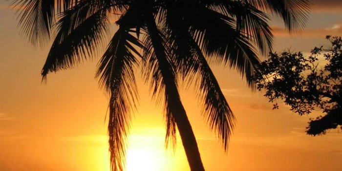726x1280 Palm Tree Sunset Wallpaper by bm3cross - 11 - Free on ZEDGE™