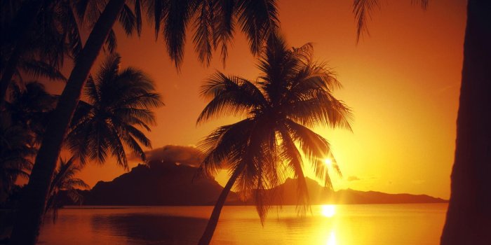 2560x1600 Palm Tree Beach Sunset Wallpapers - Desktop Wallpaper