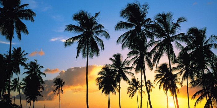 1680x1050 Download Widescreen 16:10 1680x1050 - Palm Tree, Sea, Sunset Wallpaper