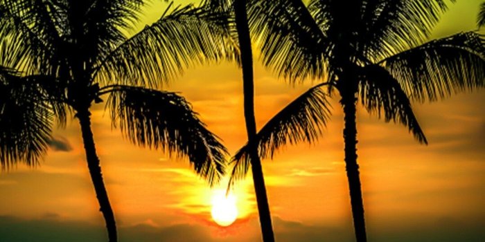 1080x1920 Purple Palm Tree Hd Iphone Wallpapers » Hupages » Download Iphone