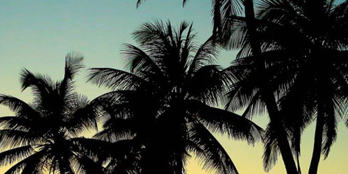1440x2560 Palm trees sunset Download Free HD Wallpapers for iPhone 6, 6s, 7