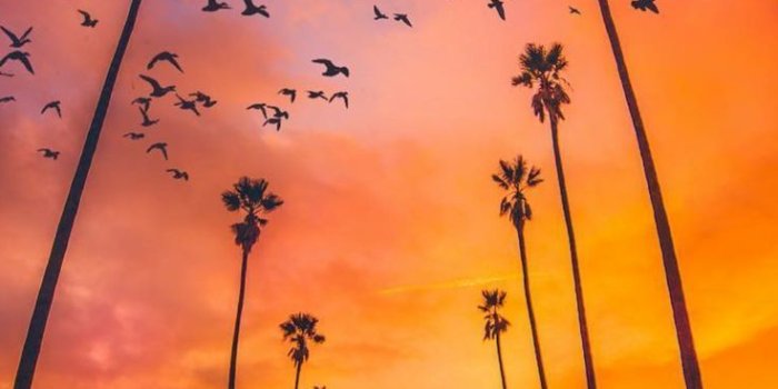 736x1308 Palm Trees Sunset Nature iPhone Wallpaper::…Click here to download