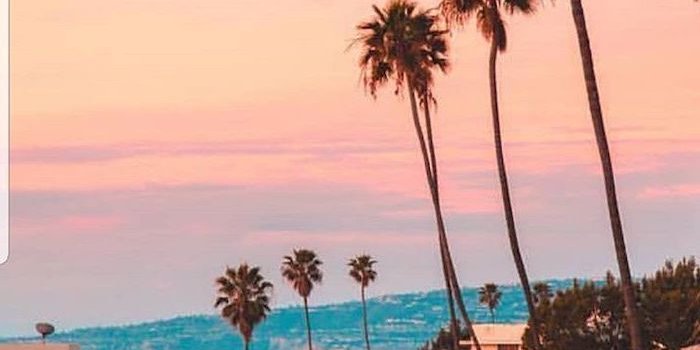 700x1345 house and cars, along a street, summer iphone wallpaper, tall palm