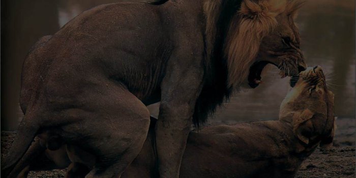 1024x768 Awesome Amazon Kindle Fire Hd Wallpaper Scarlett te.org 1024x768