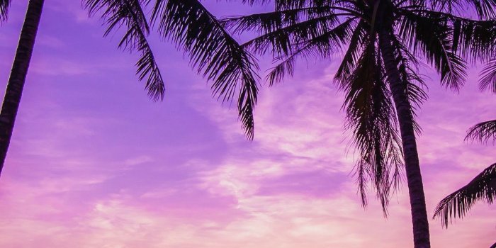 1242x2208 10 Sunset Wallpaper Palm Tree - Download Wallpaper HD For PC