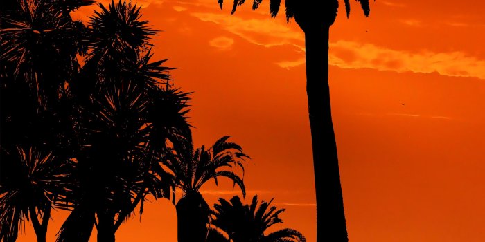 2928x3904 Palm Trees Sunset Night Silhouettes Sun - Free Stock Photos, Images