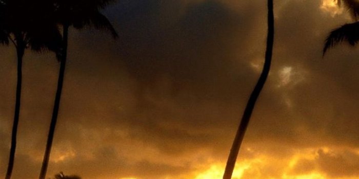 768x1024 Free download palm trees sunset wallpapers palm trees sunset