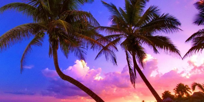 1600x1200 Palm Trees in the Sunset Wallpaper and Background Image | 1600x1200