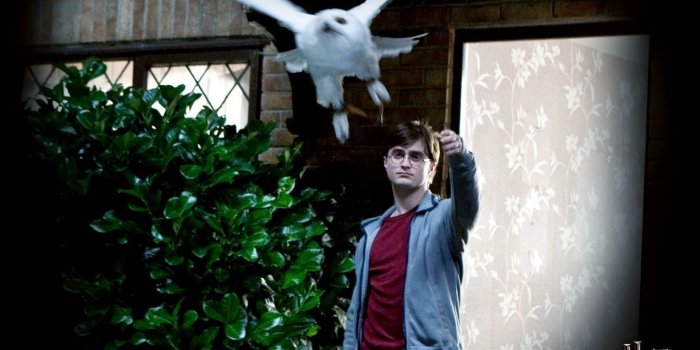 1600x1200 55+ Hedwig Wallpapers - Download at WallpaperBro