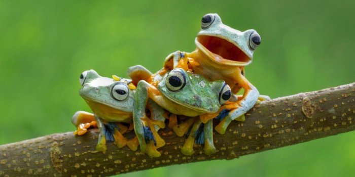 1920x1080 Funny Frog Wallpapers (50+ background pictures)