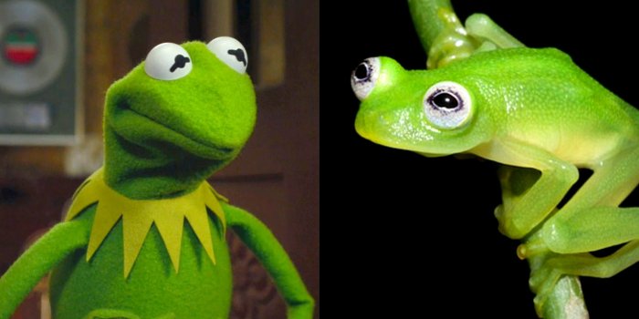 1920x1080 Kermit reacts to real look-alike frog: 'Googly eyes run in our family'