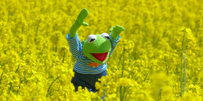 3840x2880 Kermit The Frog Wallpaper ,Wallpaper Download , (35) - accomodations