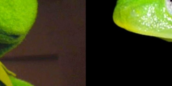 800x1280 Free download Real life Kermit the frog discovered 2 Pictures