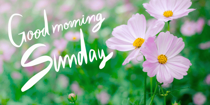 1000x800 Good Morning With Flowers Sunday - Flowers Healthy