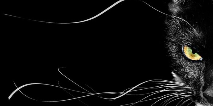 1366x768 Wallpapers Black Cat
