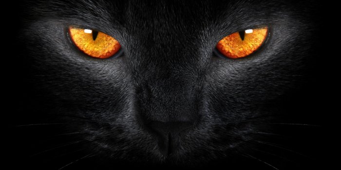 2400x1350 Black Cat ❤ 4K HD Desktop Wallpaper for 4K Ultra HD TV • Tablet