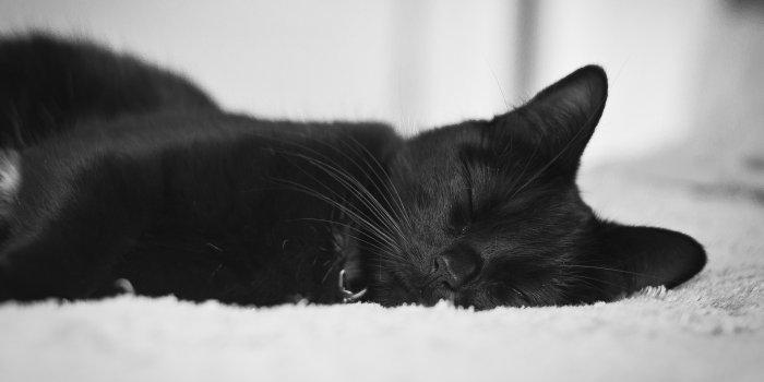 3840x2160 Black Cat ❤ 4K HD Desktop Wallpaper for 4K Ultra HD TV • Wide