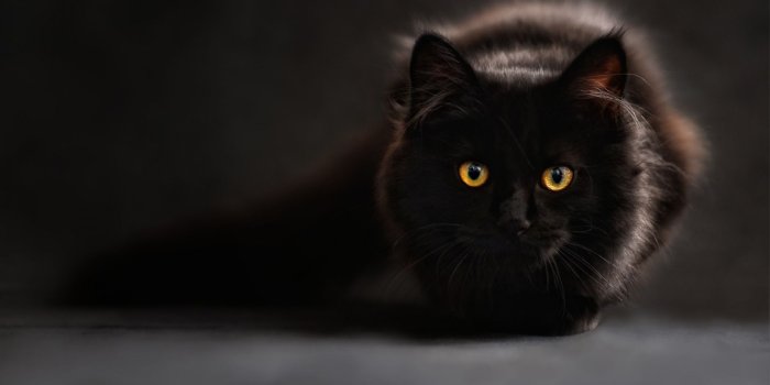 1920x1080 Download 1920x1080 HD Wallpaper black cat muzzle whisker close-up