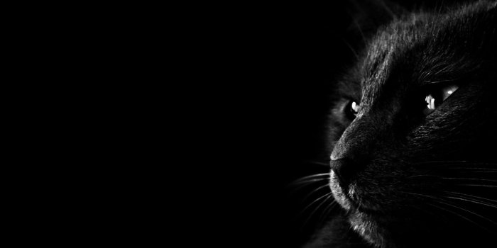 1920x1080 High Quality Black Cat Wallpaper | Full HD Images | For the Love of