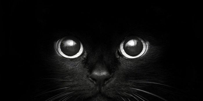 1600x1200 Black Cat Desktop Wallpapers - THIS Wallpaper