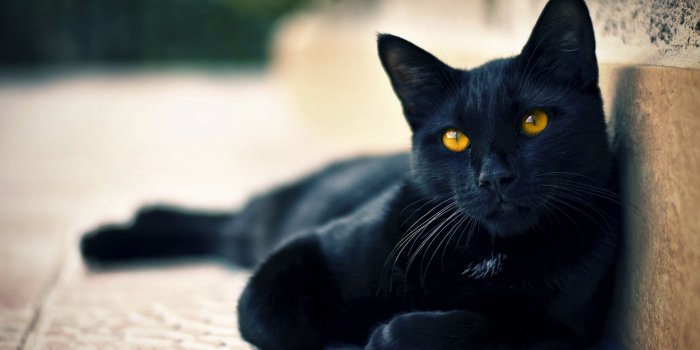 1920x1200 black cat scary - HD Desktop Wallpapers | 4k HD
