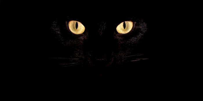 1270x714 Cat Eyes Wallpaper Hd | Wallpapers For You