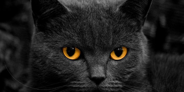 1920x1200 39+ Black Cat Wallpapers
