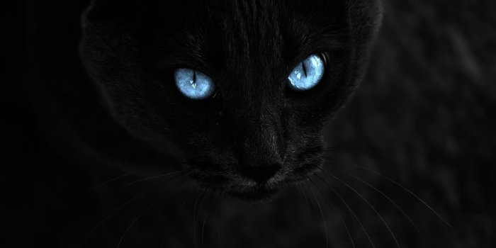1920x1080 cat, Selective Coloring, Animals, Blue Eyes, Black Cats Wallpapers