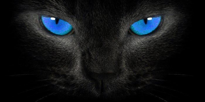 1920x1080 10056 black cats wallpaper