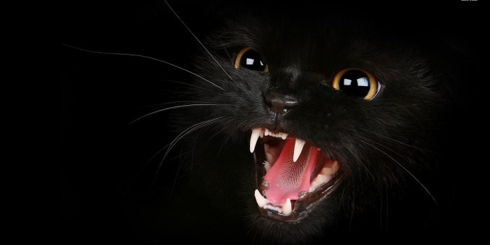 1920x1080 Black cat desktop wallpaper - SF Wallpaper