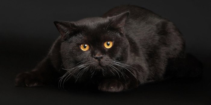 1920x1080 Black Cats Face Eyes Free Background HD desktop wallpaper